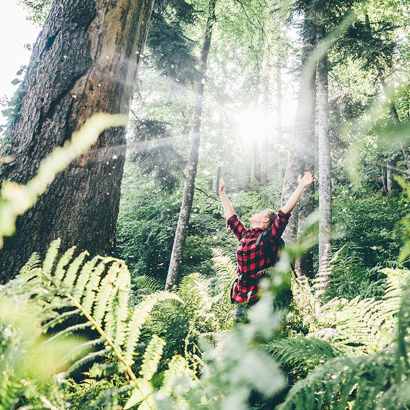 In the forest