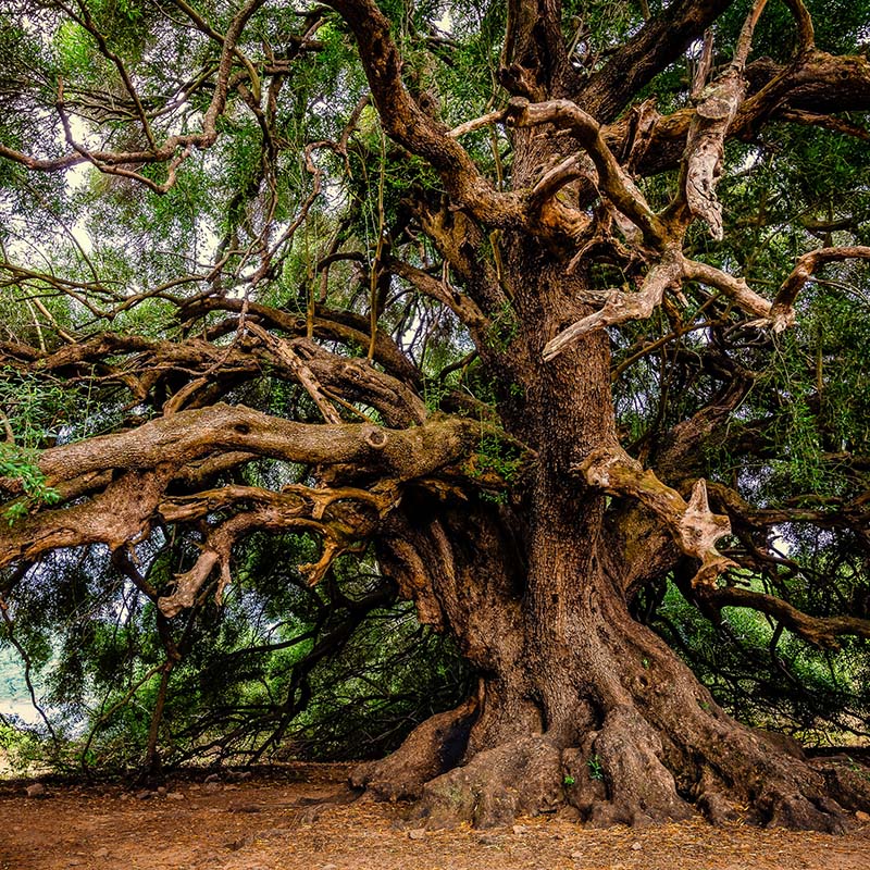 forestique music - old tree